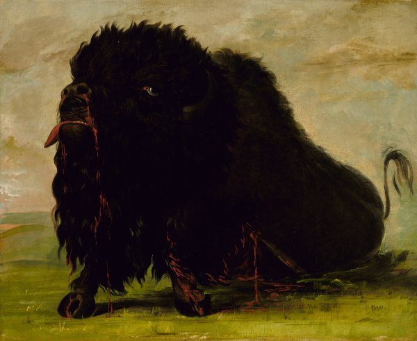 Main Product Photo of Dying Buffalo, Shot with an Arrow  Painting by George Catlin