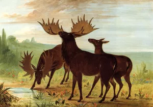 Moose at Waterhole Oil painting by George Catlin