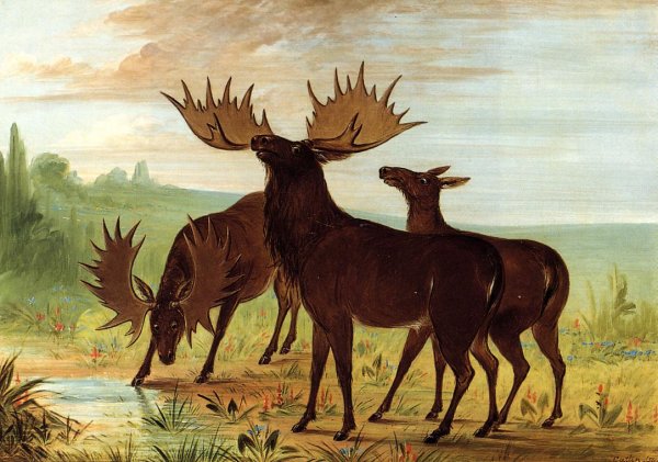 Main Product Photo of Moose at Waterhole Painting by George Catlin