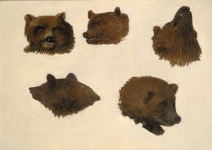Portraits of Two Grizzly Bears, From Life by George Catlin Oil Painting