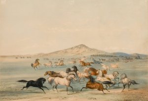 Wild Horses at Play by George Catlin Oil Painting