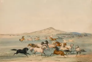 Wild Horses at Play by George Catlin Oil Painting