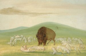 Wounded Buffalo Bull Surrounded by White Wolves by George Catlin Oil Painting