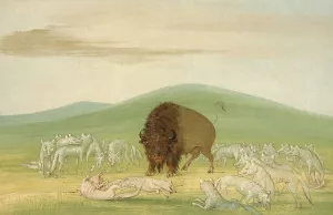 Wounded Buffalo Bull Surrounded by White Wolves Oil painting by George Catlin