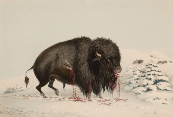 Main Product Photo of Wounded Buffalo Bull  Painting by George Catlin