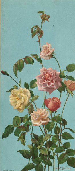 Tea Rose and Blush Roses by George Cochran Lambdin Oil Painting