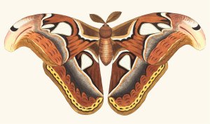 Atlas Moth by George Shaw Oil Painting