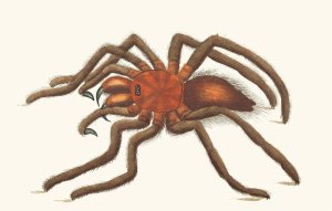 Bird-Catching Spider by George Shaw Oil Painting