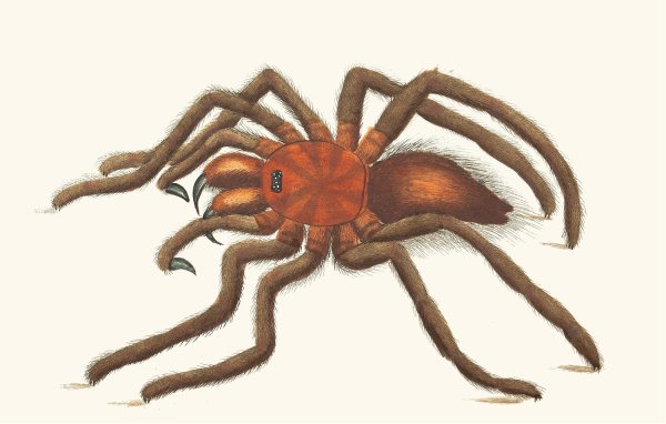 Bird-Catching Spider by George Shaw - Hand-Painted Oil Painting Reproduction