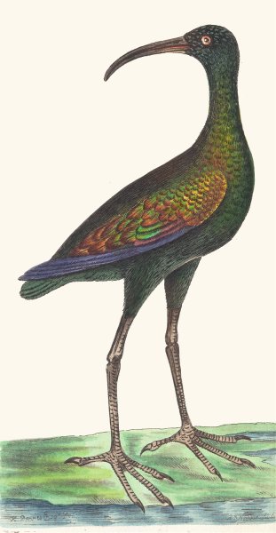 Main Product Photo of Brasilian Curlew  Painting by George Shaw