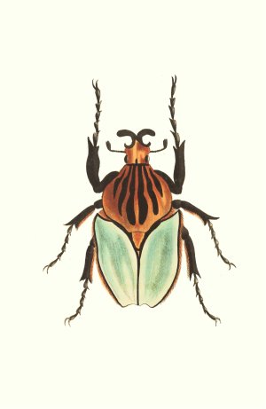Cacique Beetle by George Shaw Oil Painting