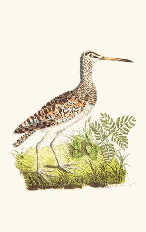 Chinese Snipe by George Shaw Oil Painting