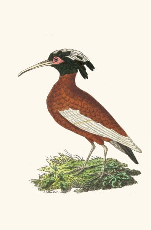 Crested Ibis by George Shaw Oil Painting