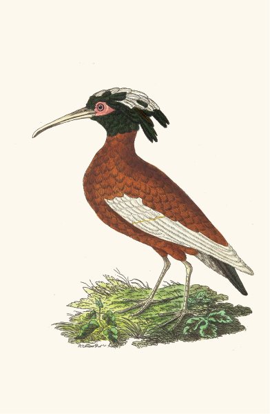 Crested Ibis  by George Shaw - Hand-Painted Oil Painting Reproduction
