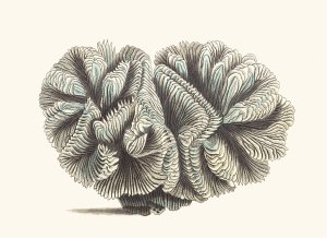 Curled Madrepore by George Shaw Oil Painting