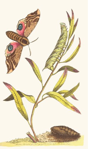 Eyed Hawk-Moth by George Shaw Oil Painting