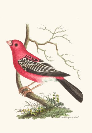 Greater Bulfinch by George Shaw Oil Painting
