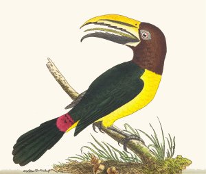 Green Toucan by George Shaw Oil Painting