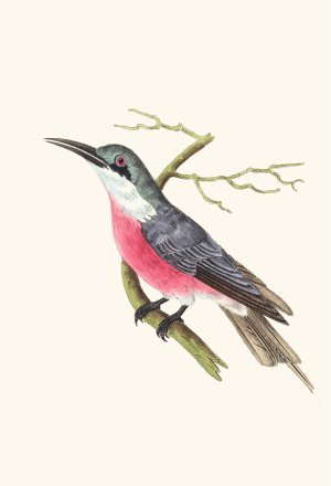 Malimbic Bee-Eater by George Shaw Oil Painting