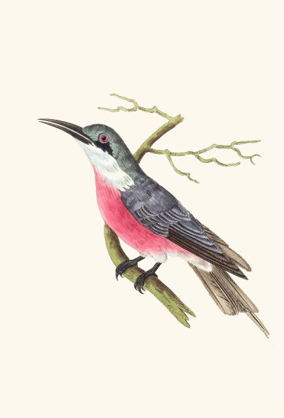 Malimbic Bee-Eater  by George Shaw - Hand-Painted Oil Painting Reproduction