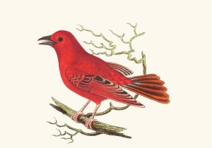 Mississippi Tanager by George Shaw Oil Painting