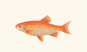 Orange Carp by George Shaw Oil Painting