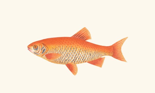 Orange Carp  by George Shaw - Hand-Painted Oil Painting Reproduction