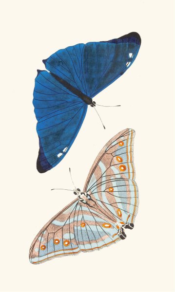 Papilio Adonis  by George Shaw - Hand-Painted Oil Painting Reproduction