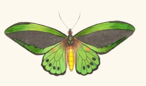 Papilio Priamus by George Shaw Oil Painting