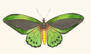 Papilio Priamus Oil painting by George Shaw