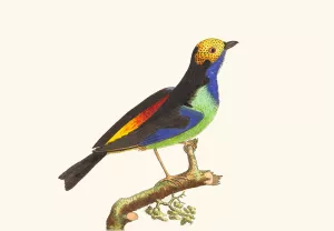 Paradise Tanagra by George Shaw Paradise Tanagra Oil painting by George Shaw