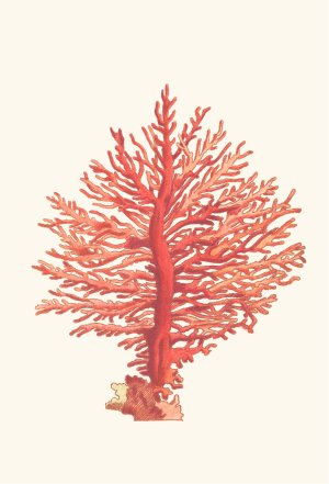 Pinnated Gorgonia by George Shaw Oil Painting