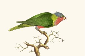 Purple-Headed Parrakeet by George Shaw Oil Painting