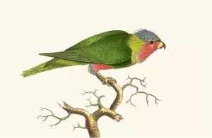 Purple-Headed Parrakeet by George Shaw Oil Painting