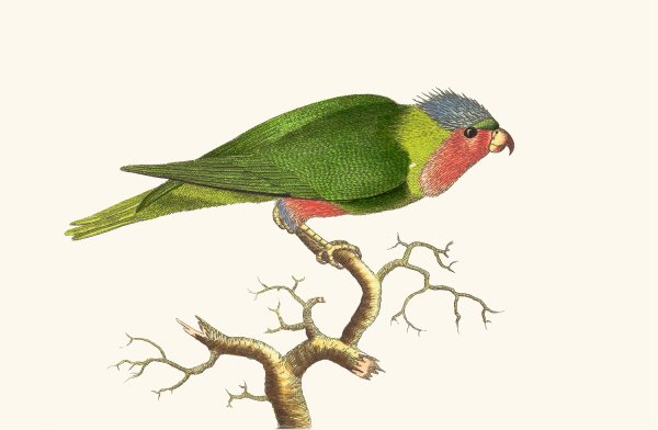 Purple-Headed Parrakeet by George Shaw - Hand-Painted Oil Painting Reproduction