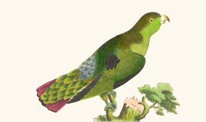 Purple-Tailed Parakeet by George Shaw Oil Painting