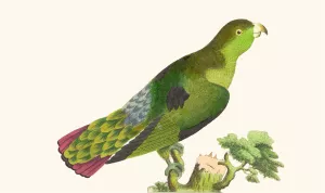Purple-Tailed Parakeet Oil painting by George Shaw