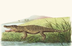 St Domingo Crocodile by George Shaw Oil Painting