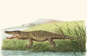 St Domingo Crocodile by George Shaw Oil Painting