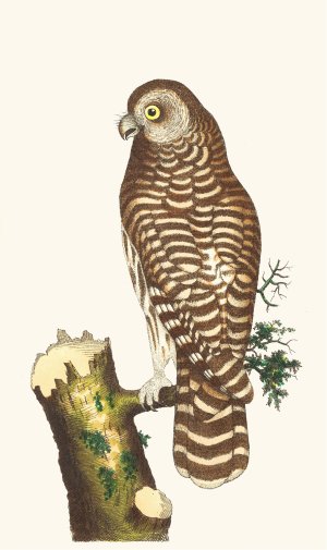 The Clouded Owl by George Shaw Oil Painting