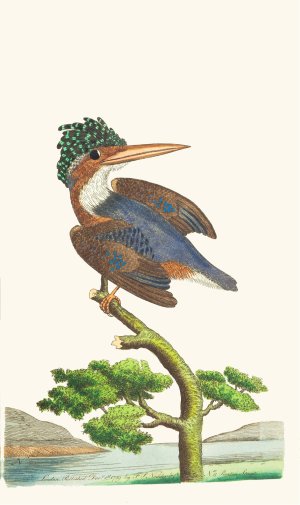 The Crested Kingfisher by George Shaw Oil Painting