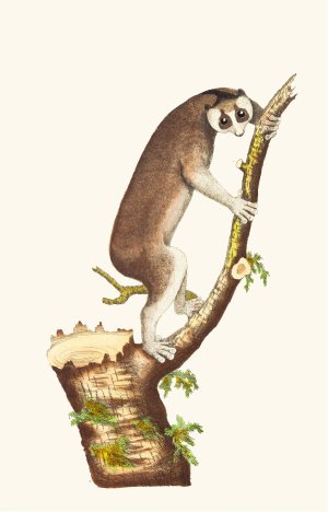 The Slow-Paced Lemur by George Shaw Oil Painting