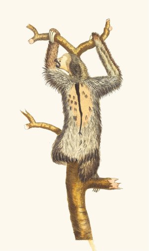 Three-Toed Sloth by George Shaw Oil Painting