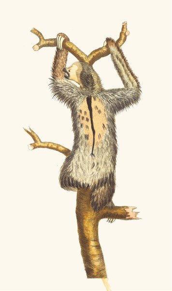 Three-Toed Sloth by George Shaw - Hand-Painted Oil Painting Reproduction