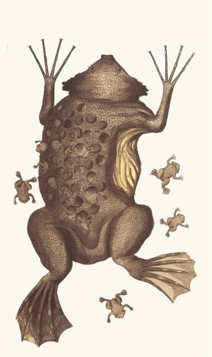 Toad of Surinam by George Shaw Oil Painting