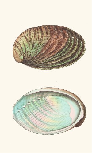 Tuberculated Haliotis by George Shaw Oil Painting