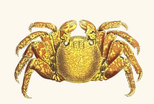 Variegated Crab by George Shaw Oil Painting