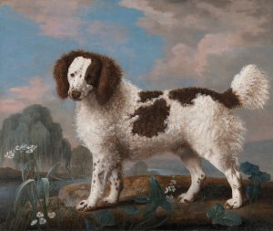 Brown and White Norfolk or Water Spaniel by George Stubbs Oil Painting