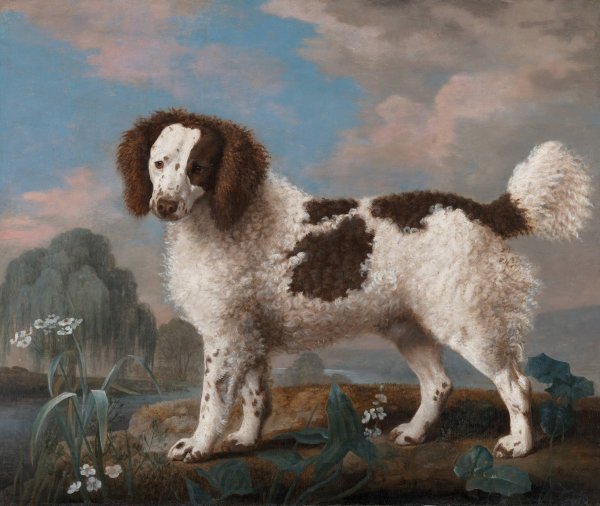 Brown and White Norfolk or Water Spaniel  by George Stubbs - Hand-Painted Oil Painting Reproduction