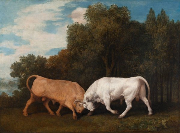 Main Product Photo of Bulls Fighting  Painting by George Stubbs